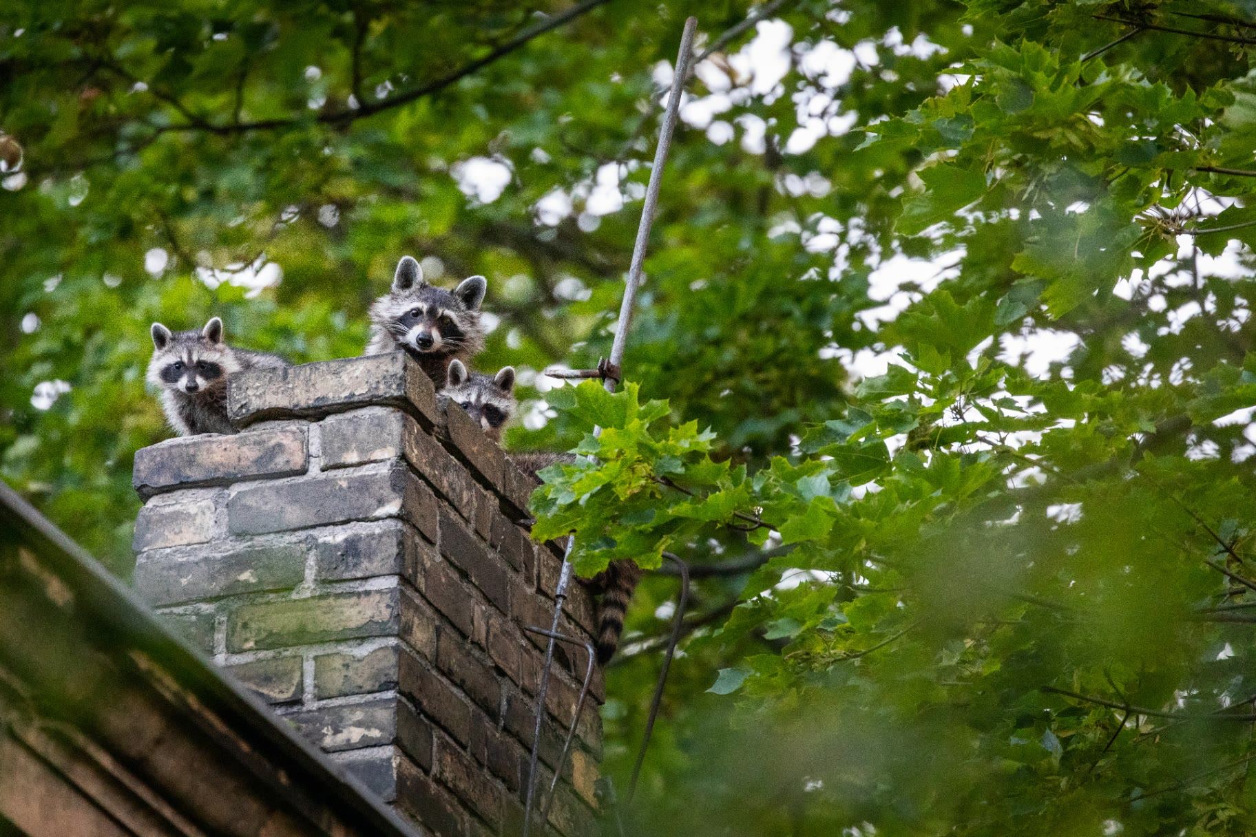 Raccoons looking out of the open top of a brick chimney