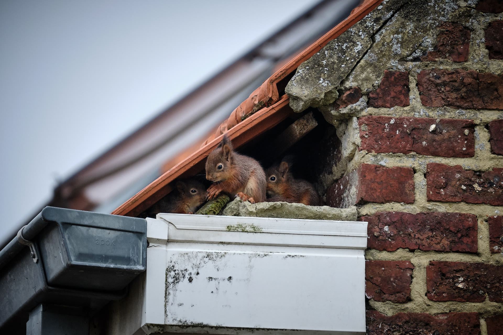 Squirrels looking out of a gap in a brick wall next to a roof gutter